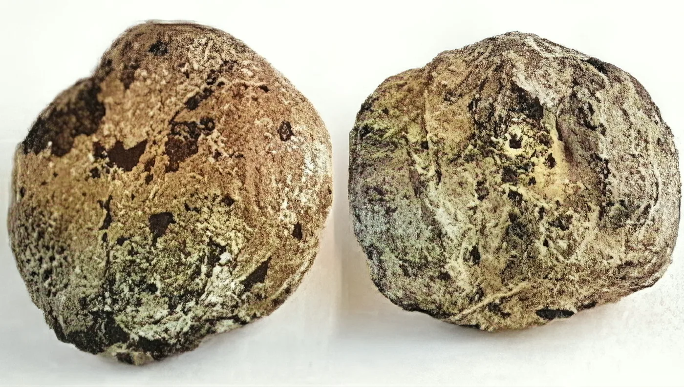 Αρχαία κάστανα σε δάσος της Θεσσαλίας και ιστορική αναδρομή στην καστανοκαλλιέργεια.