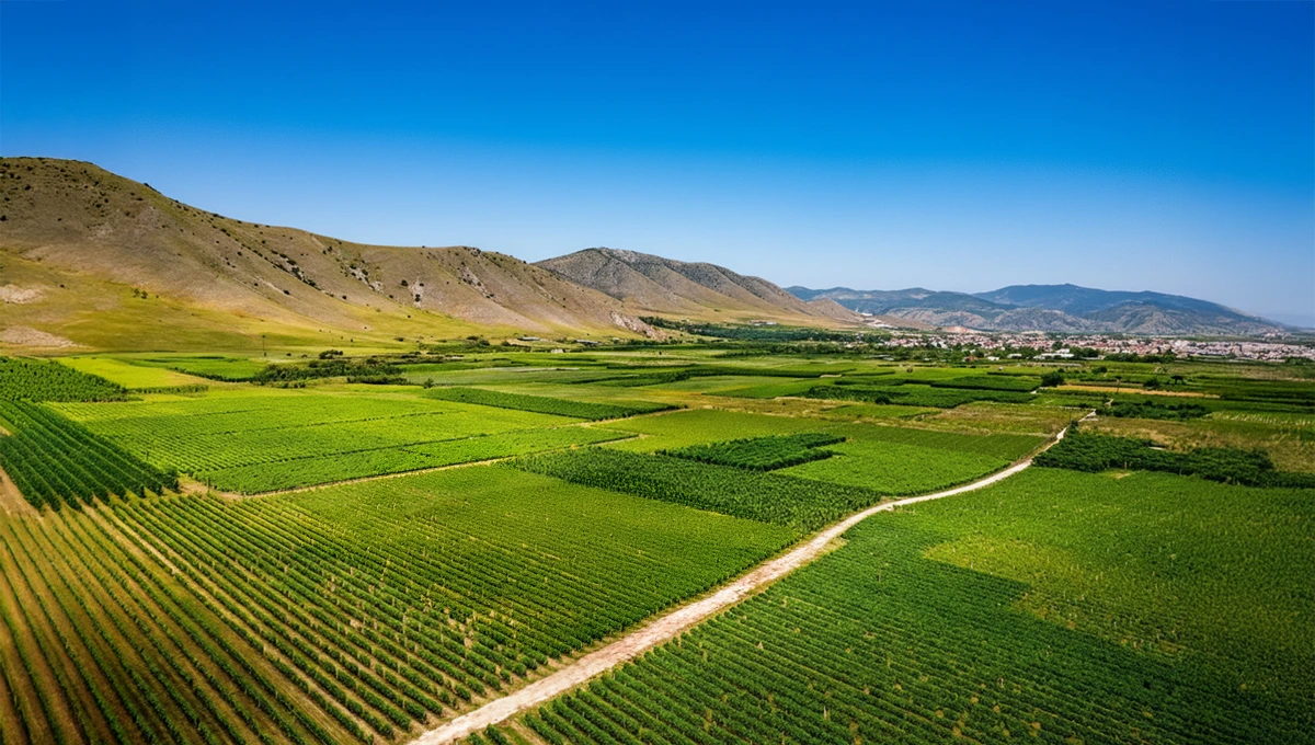 Αεροφωτογραφία με απέραντες σειρές καταπράσινων αμπελώνων και καλλιεργειών στον Θεσσαλικό κάμπο, στους πρόποδες χαμηλών λόφων.
