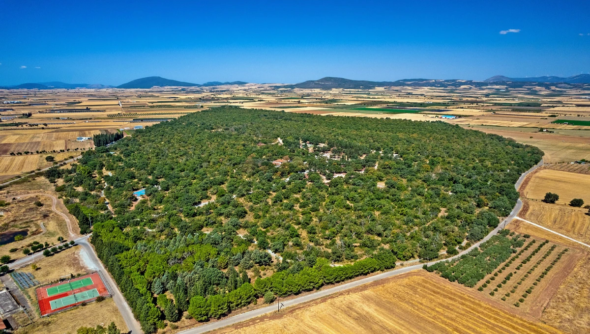 Αεροφωτογραφία του Δάσους Κουρί, μιας μεγάλης δασικής έκτασης στη μέση του κάμπου του Αλμυρού