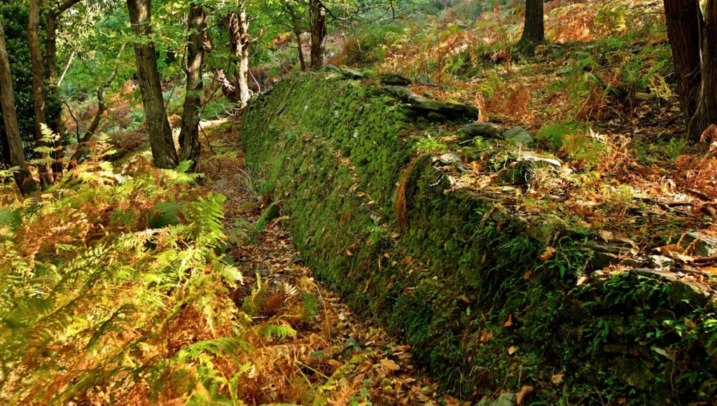 Καταπράσινο μονοπάτι με βρύα και φτέρες στην περιοχή της Παλιάς Μητζέλας, Αλμυρός