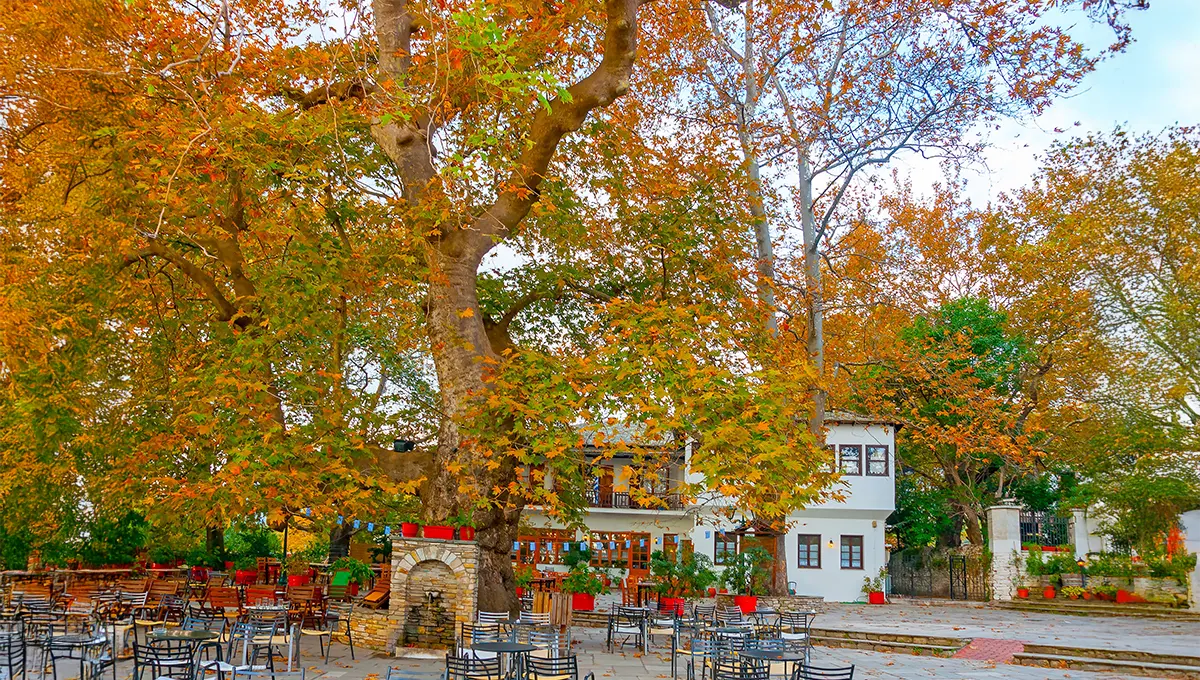 Παραδοσιακό καλντερίμι της Πορταριάς στο Πήλιο με πέτρινα σπίτια και καταπράσινα φυτά.