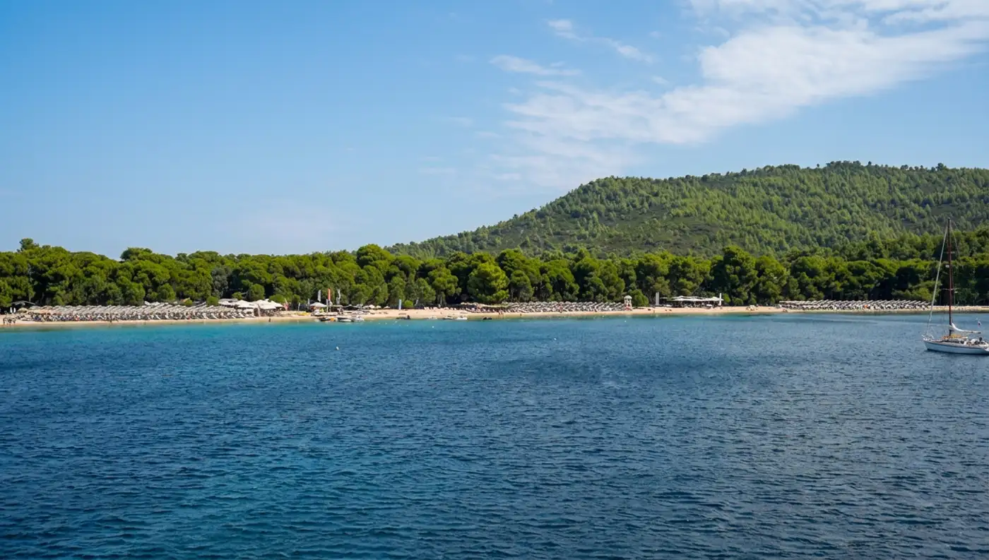 Ξαπλώστρες και ψιλή χρυσή άμμος στην παραλία Κουκουναριές της Σκιάθου με φόντο τα δέντρα.